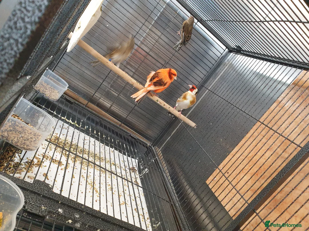 Mixed Breed birds for sale: Siberian goldfinch & canary  - Advert 12