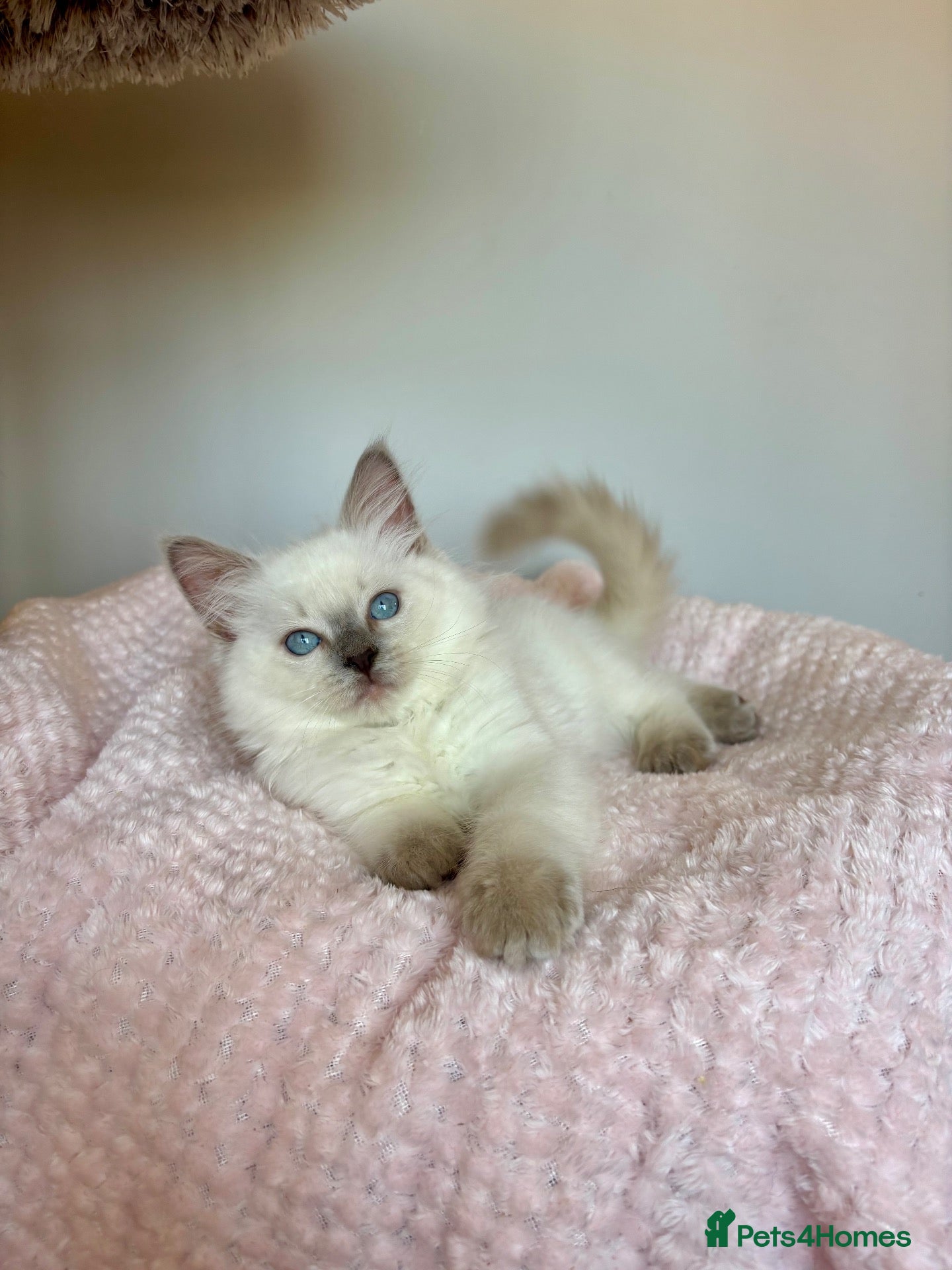 Ragdoll cats GCCF REGISTERD RAGDOLL KITTINES   - Advert 1