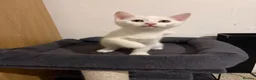 Mixed Breed cats for sale: Beautiful white kitten  - Advert 2
