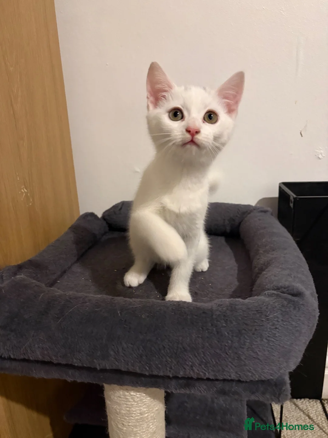 Mixed Breed cats for sale: Beautiful white kitten  - Advert 2