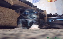 Mixed Breed dogs for sale: Stunning litter of 8 - Image 33