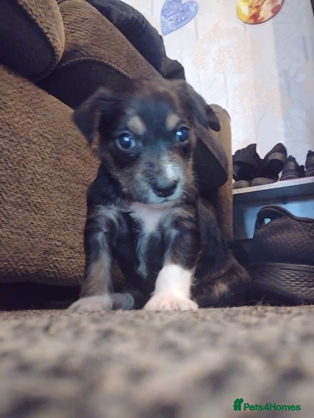 Mixed Breed dogs for sale: Stunning litter of 8 - Image 33