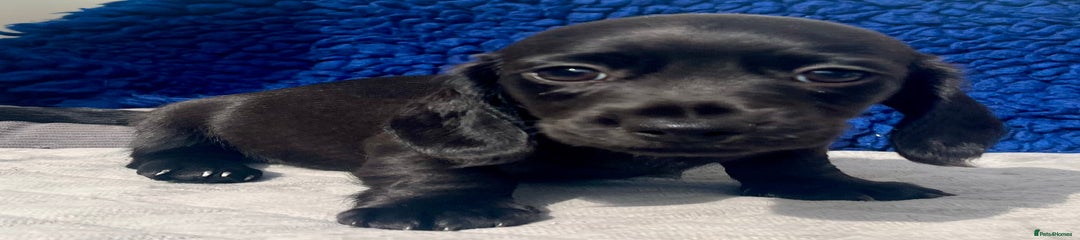 Miniature Dachshund Puppy 9
