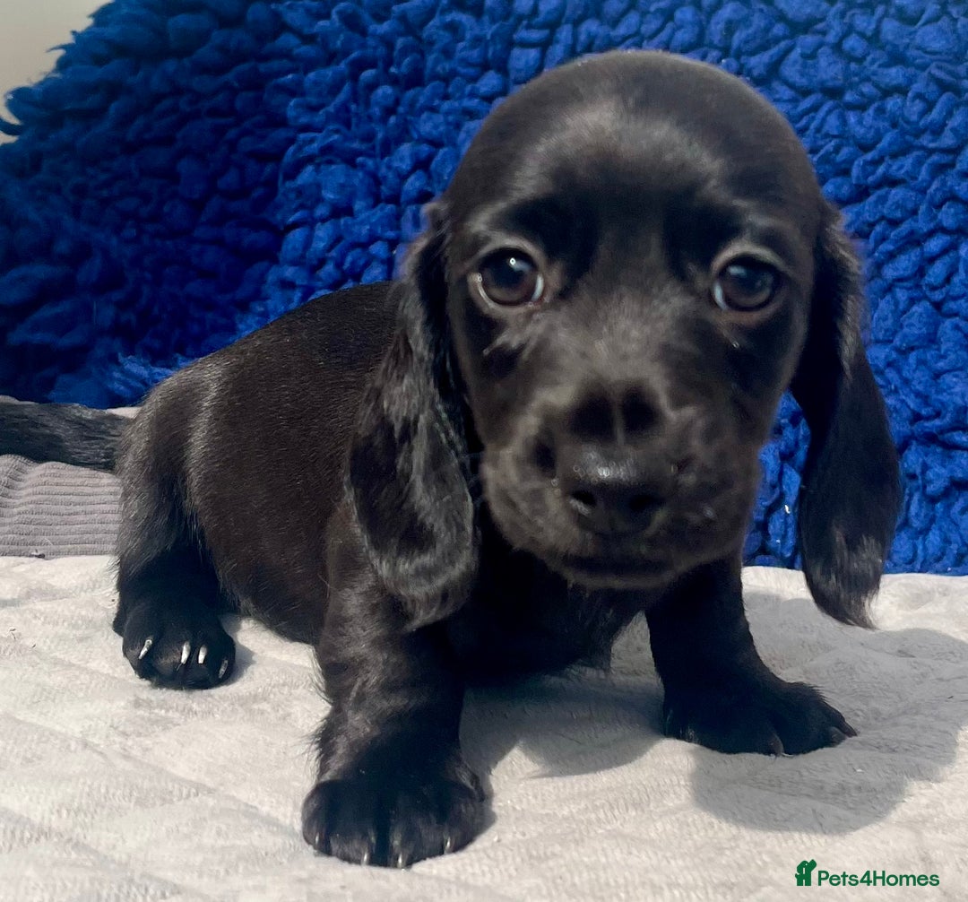 Miniature Dachshund dogs for sale: READY NOW  MINI DAXIS RAINBOW COLOURS PRA KC REG - Image 13