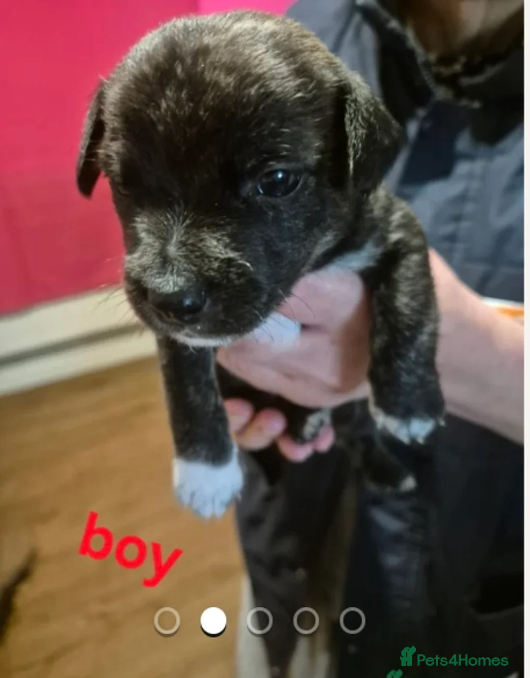 Mixed Breed dogs for sale: Stunning westie x jack russell puppies  - Advert 3