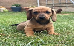 Dachshund dogs for sale: Standard dachshund puppies - Image 5