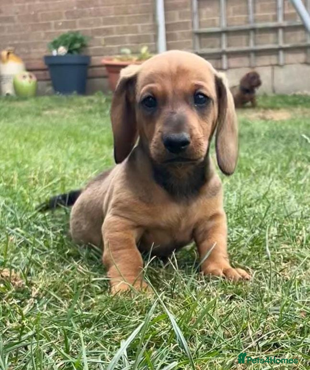 Dachshund dogs for sale: Standard dachshund puppies - Image 5
