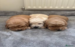 Golden Retriever dogs for sale: Beautiful KC Registered Golden Retrievers for Sale - Image 8