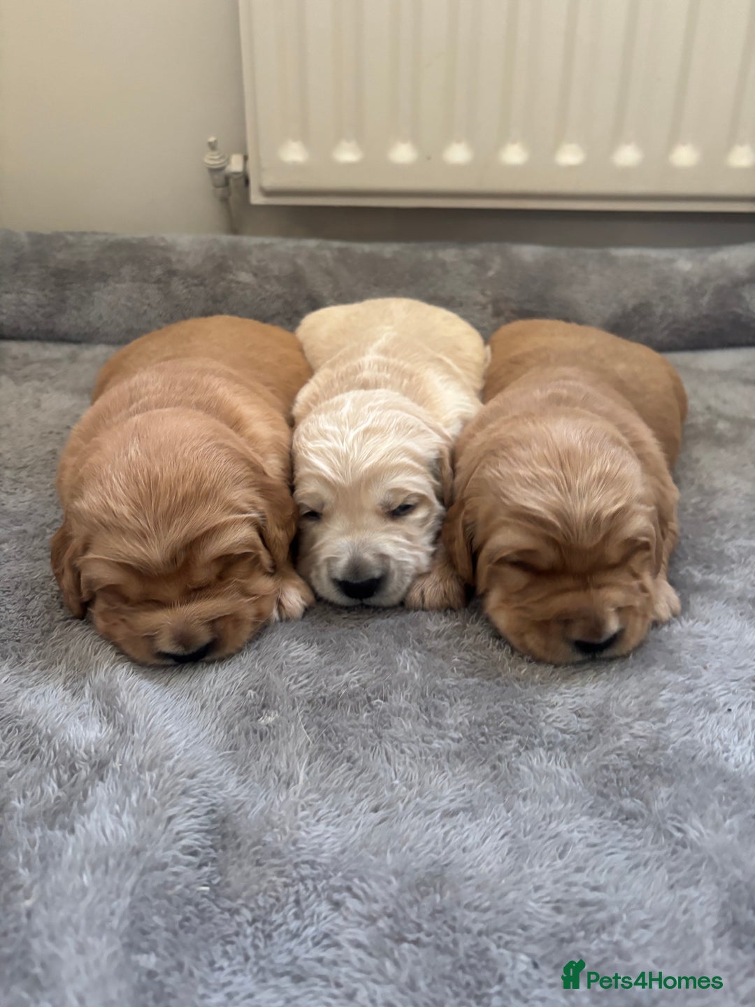 Golden Retriever dogs for sale: Beautiful KC Registered Golden Retrievers for Sale - Image 8