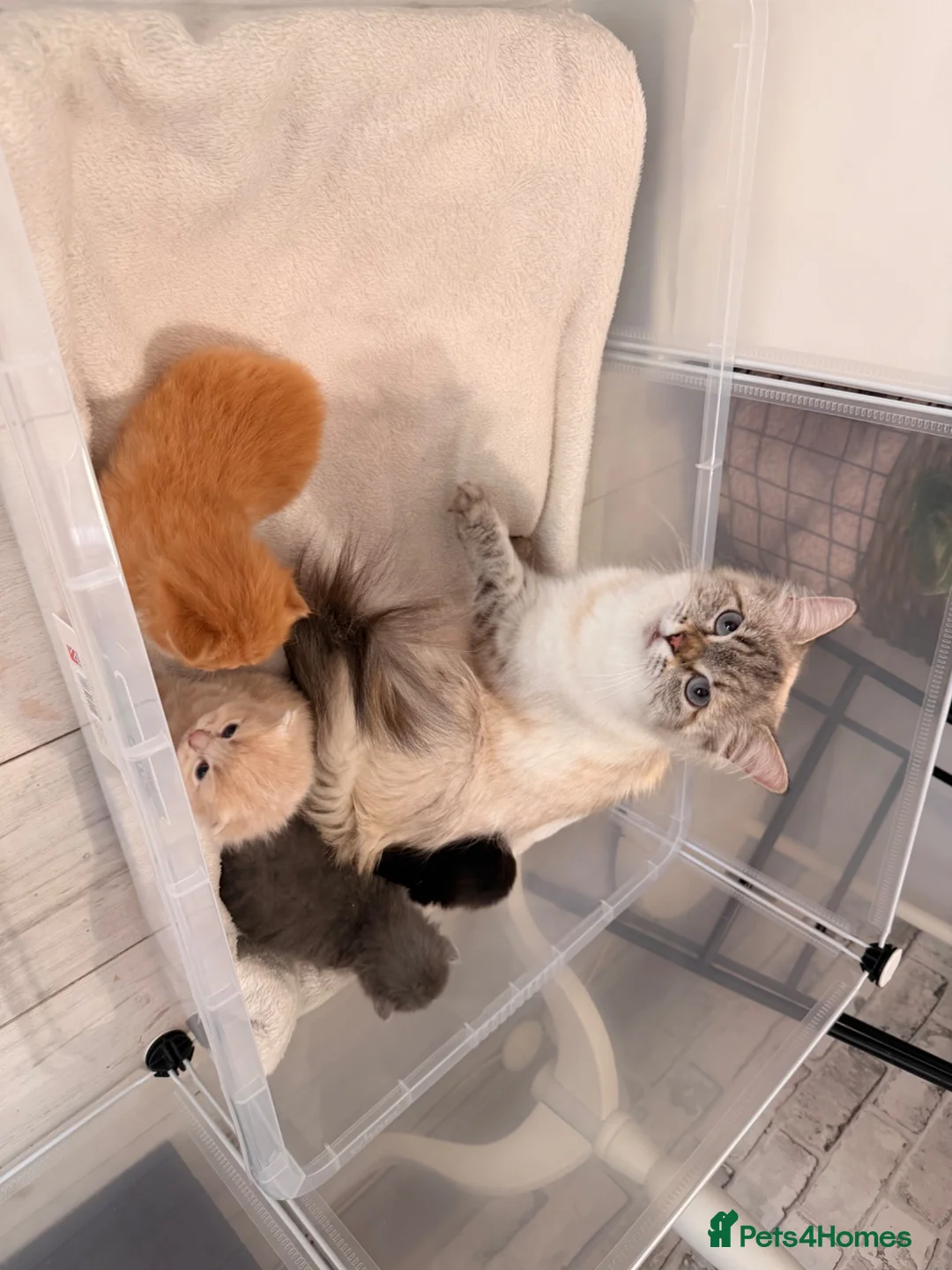 Ragdoll cats for sale: Ragdoll cross British longhair  in Bristol - Advert 12