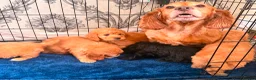Cockapoo dogs for sale: Adorable puppies - Advert 6