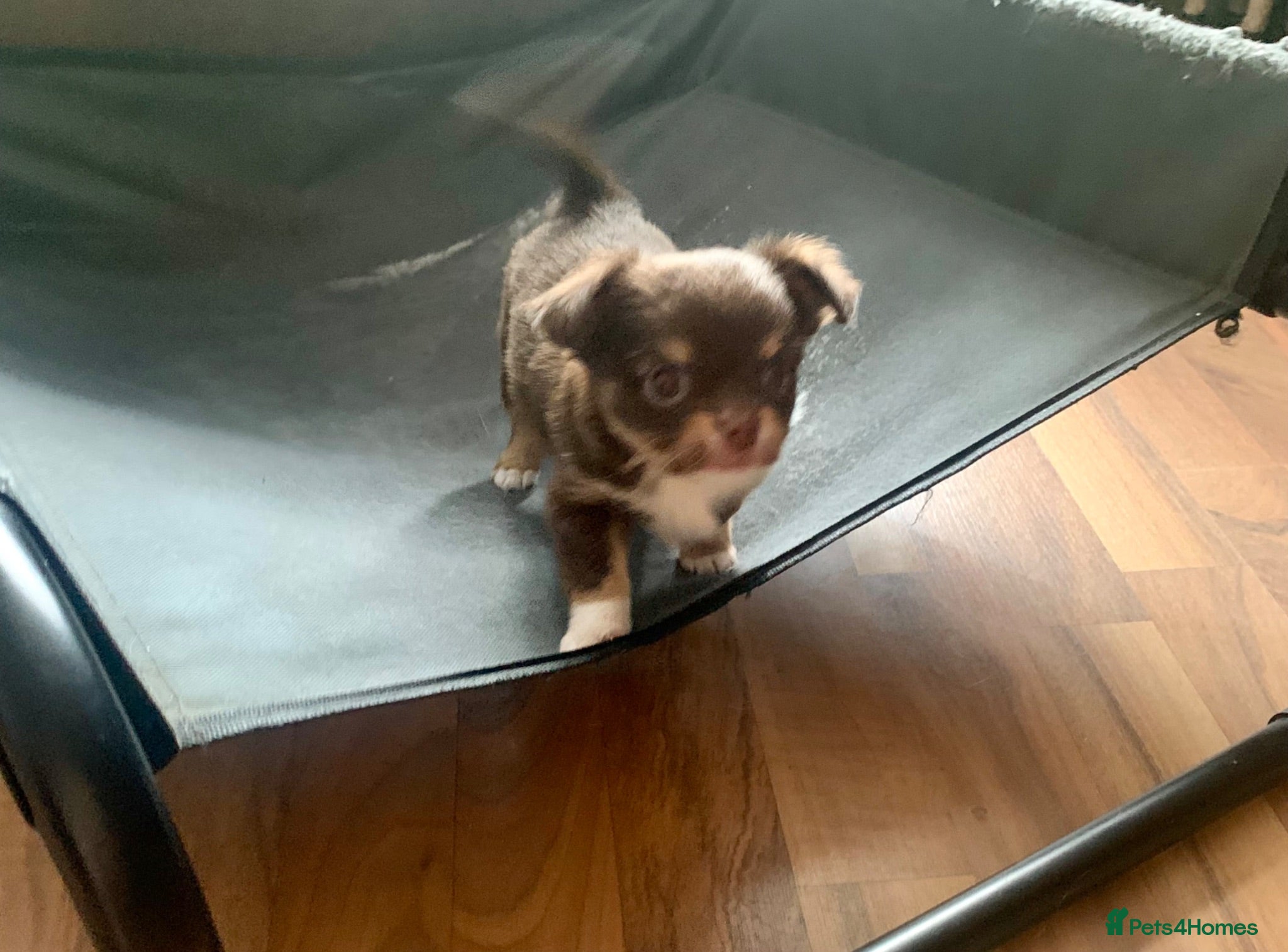 Chihuahua dogs Chocolate long hair chihuahua boy - Advert 1