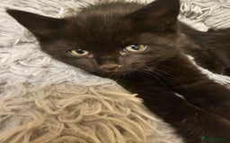 Mixed Breed cats for sale: 3 playful kittens  - Image 31