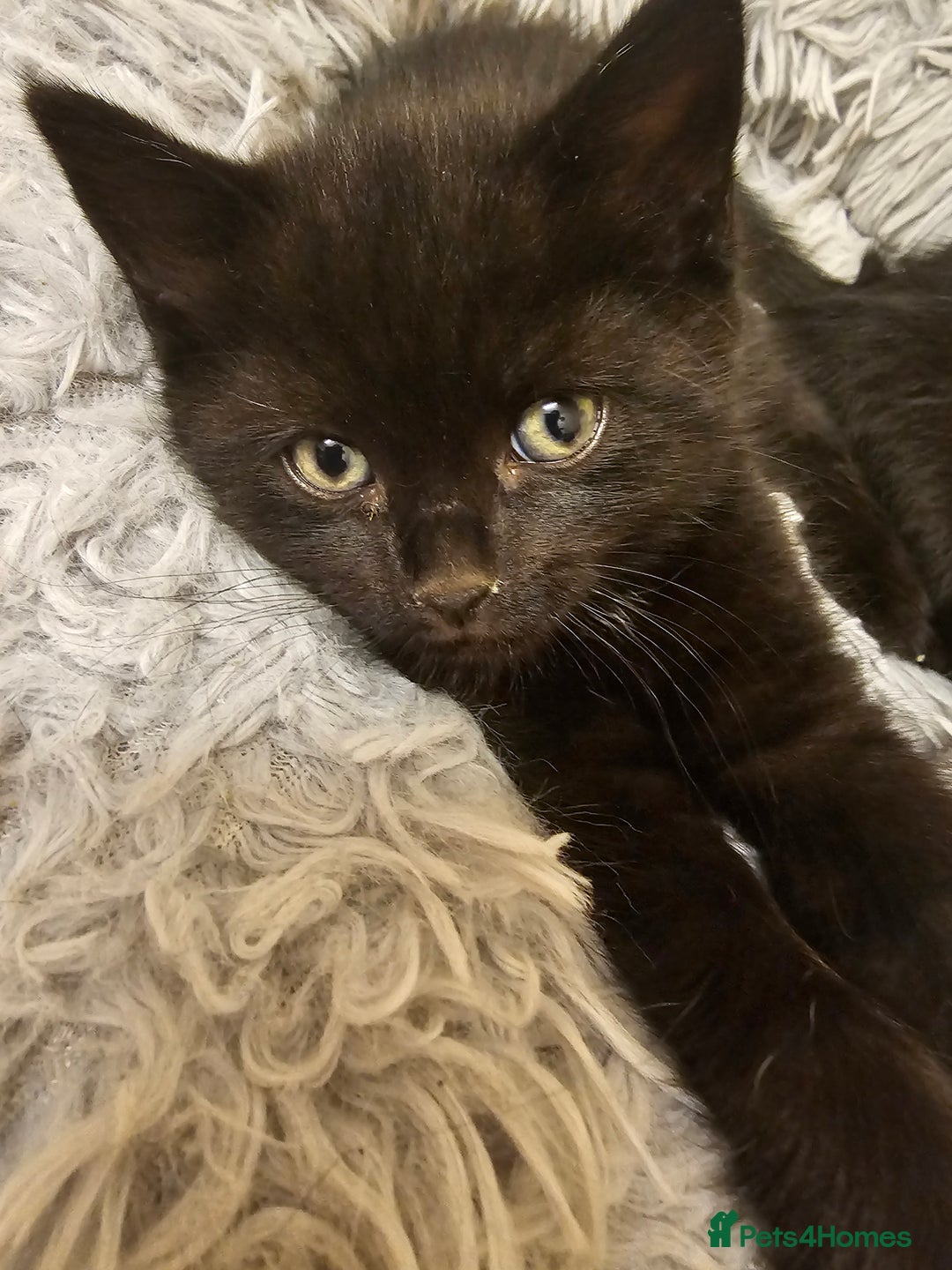 Mixed Breed cats for sale: 3 playful kittens  - Image 31