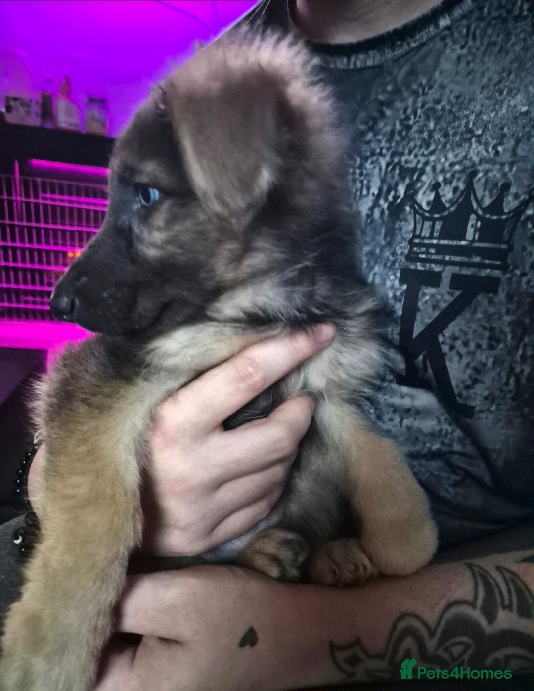 German Shepherd dogs 2 girls left , beautiful german shepherd pups 🐾  - Advert 1