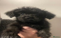 Maltipoo dogs for sale: Maltipoo ** merle ** size  - Image 2
