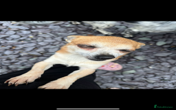 Chihuahua dogs for sale: Male Chihuahua looking for forever home - Image 2