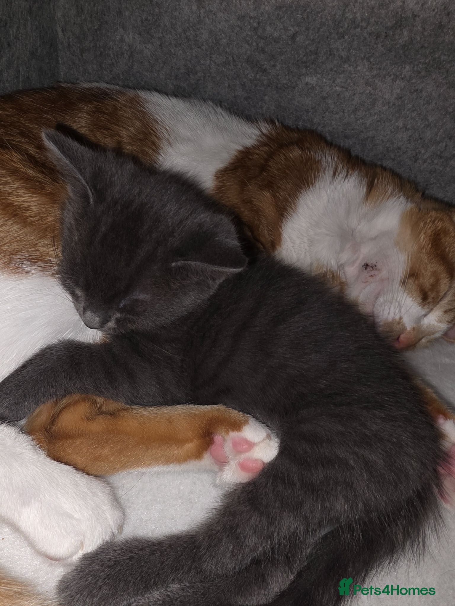 Mixed Breed cats Last Kitten in litter - Advert 2