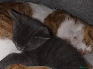 Mixed Breed cats Last Kitten in litter - Advert 8