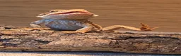 Bearded Dragon reptiles for sale: Bearded dragon and set up in Stockport - Advert 1