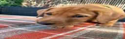 Labrador Retriever dogs for sale: Fox red Labrador  - Advert 12
