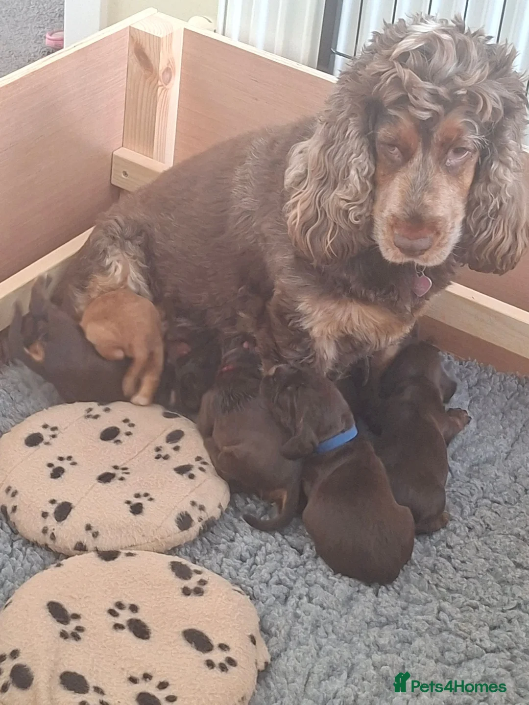 Cocker Spaniel dogs for sale: Beautiful Chocolate Tan and White pups in Ulceby - Advert 1