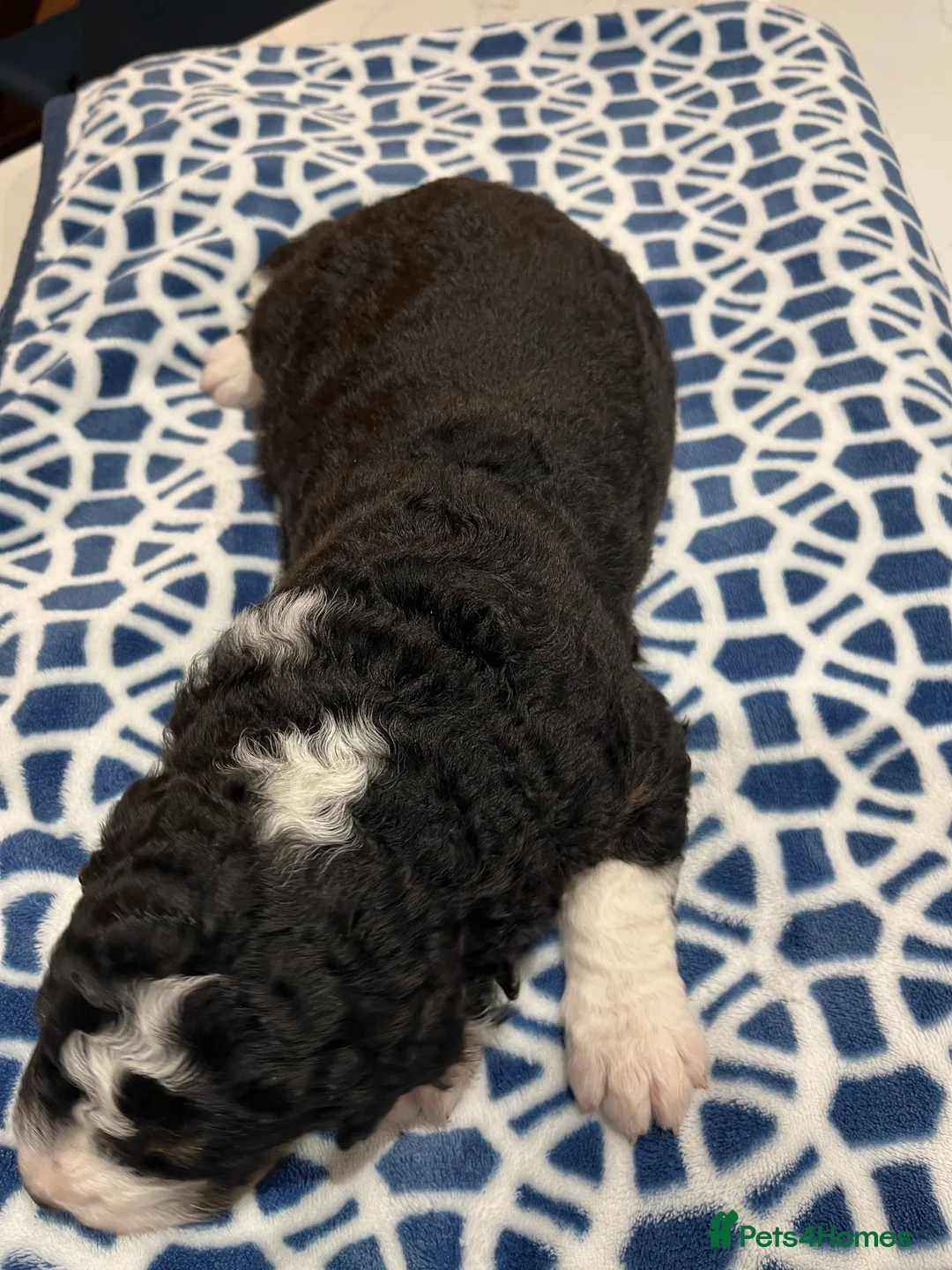 Bernedoodle dogs for sale: Beautiful Bernedoodle Pups - Advert 4