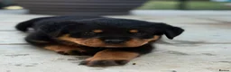 Rottweiler dogs for sale: ⭐️4 Rottweiler Boys For Sale ⭐️ - Advert 13