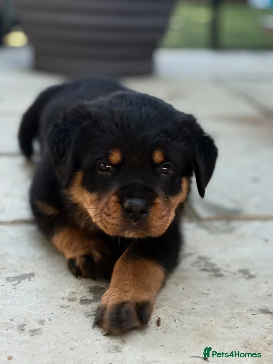 Rottweiler dogs for sale: ⭐️4 Rottweiler Boys For Sale ⭐️ - Advert 36