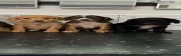 Cavapoo dogs for sale: Stunning Toy Cavapoo puppies (toy poodle) - Advert 5