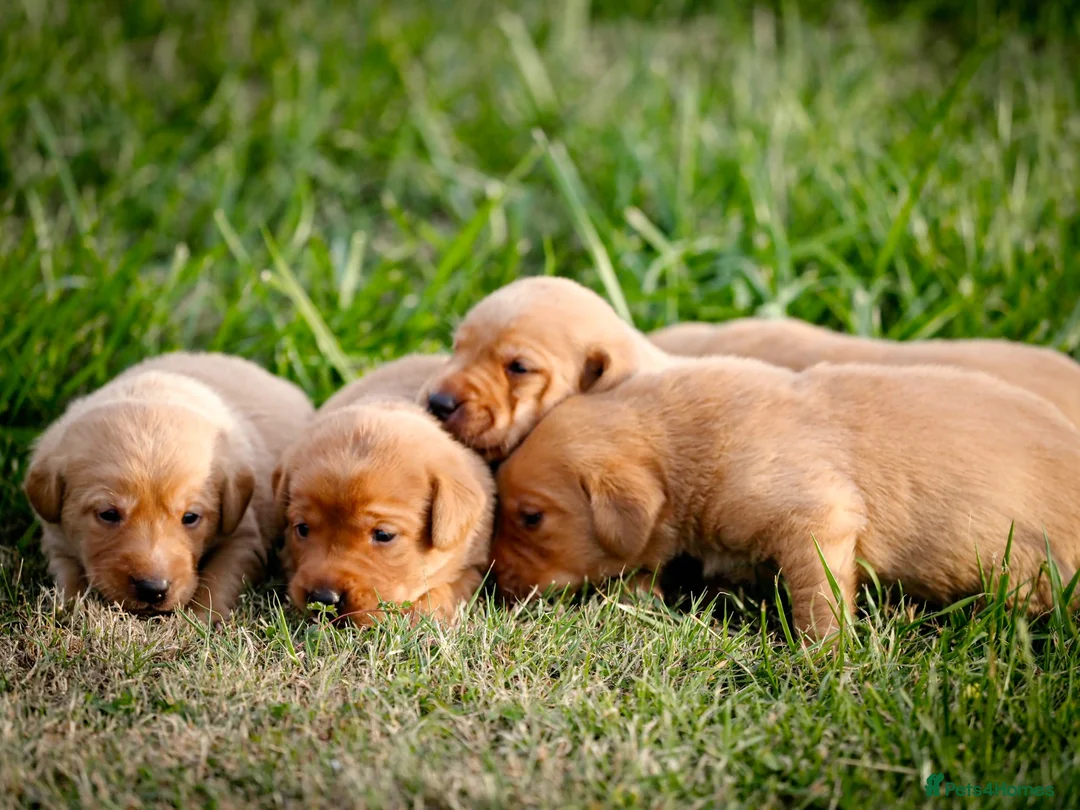 Labrador Retriever dogs for sale: Elite Litter: KC Registered Fox Red Labrador Pups - Advert 30