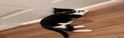 Domestic Shorthair cats for sale: Male Kitten In need of forever home  - Advert 4