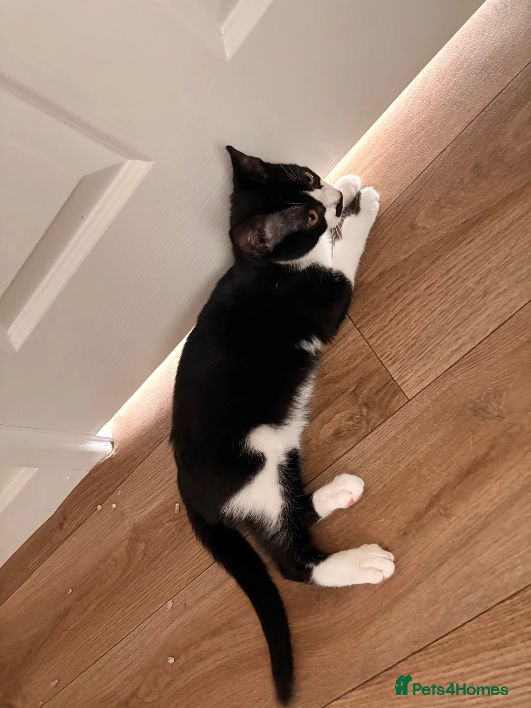 Domestic Shorthair cats for sale: Male Kitten In need of forever home  - Advert 4