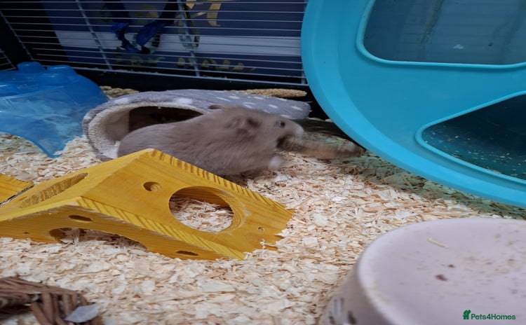 Hamster rodents - Advert 1