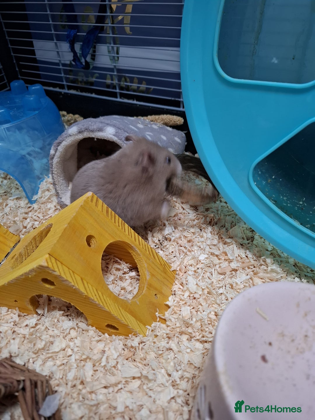 Hamster rodents for sale: Male hamster 7 months old - Image 1