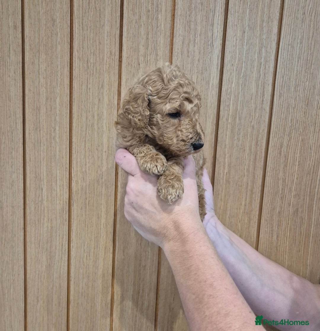 Standard Poodle dogs for sale: KC Registered Standard Poodles - Advert 2