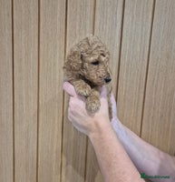 Standard Poodle dogs KC Registered Standard Poodles - Advert 2