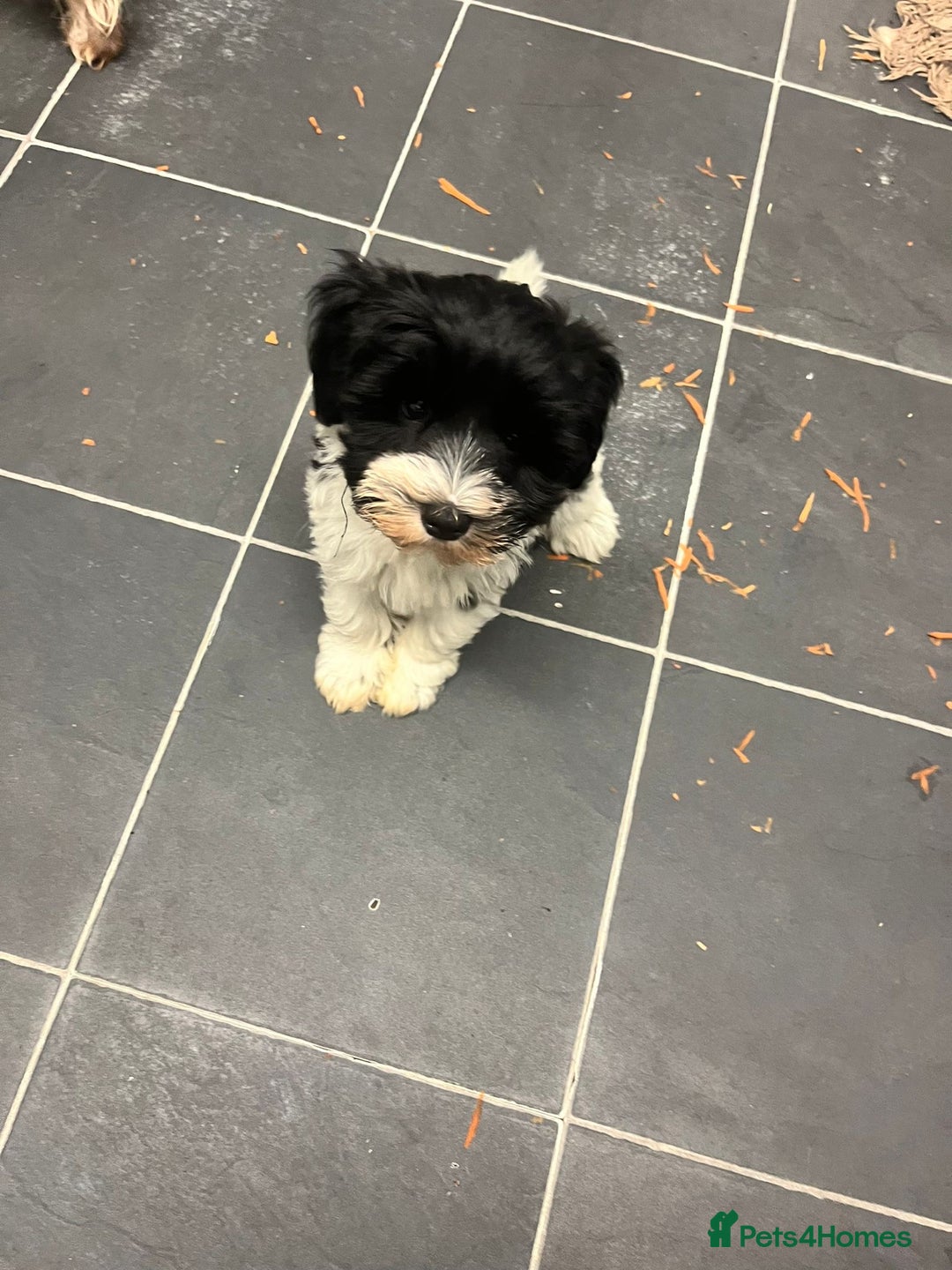 Miniature Schnauzer dogs for sale:  ❤️PARTI MINIATURE SCHNAUZER GIRL  - Advert 2