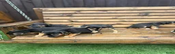 Mixed Breed dogs for sale: Border lakeland Russell pups for sale in Merthyr Tydfil - Advert 12