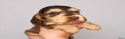 Cocker Spaniel dogs for sale: Sagrisieo’s KC Show type Cocker Spaniels - Advert 16