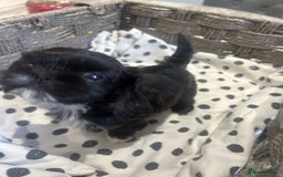 Shih Tzu dogs for sale: Litter of 5 Shih tzu puppys - Image 7