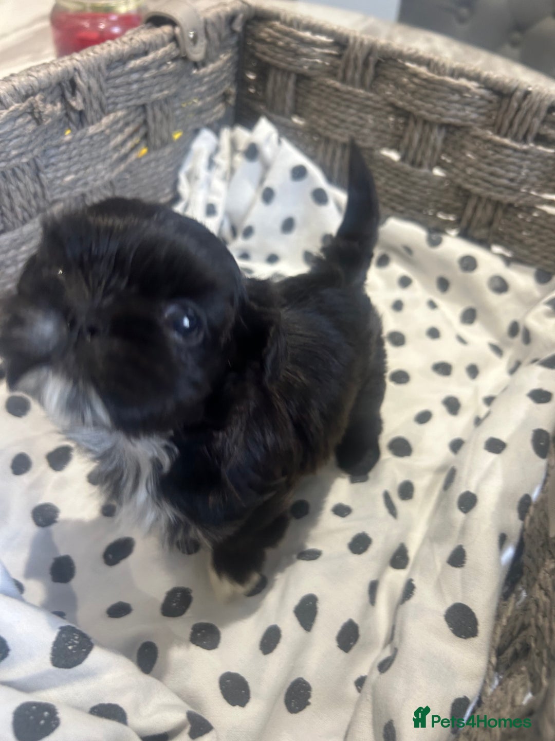 Shih Tzu dogs for sale: Litter of 5 Shih tzu puppys - Image 7