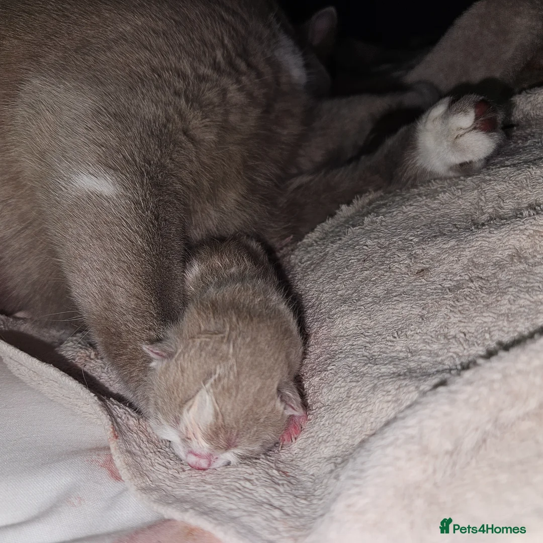 British Shorthair cats for sale: ✨ British Shorthair Kittens – Ready to Reserve 🤍 in Cranbrook - Advert 4