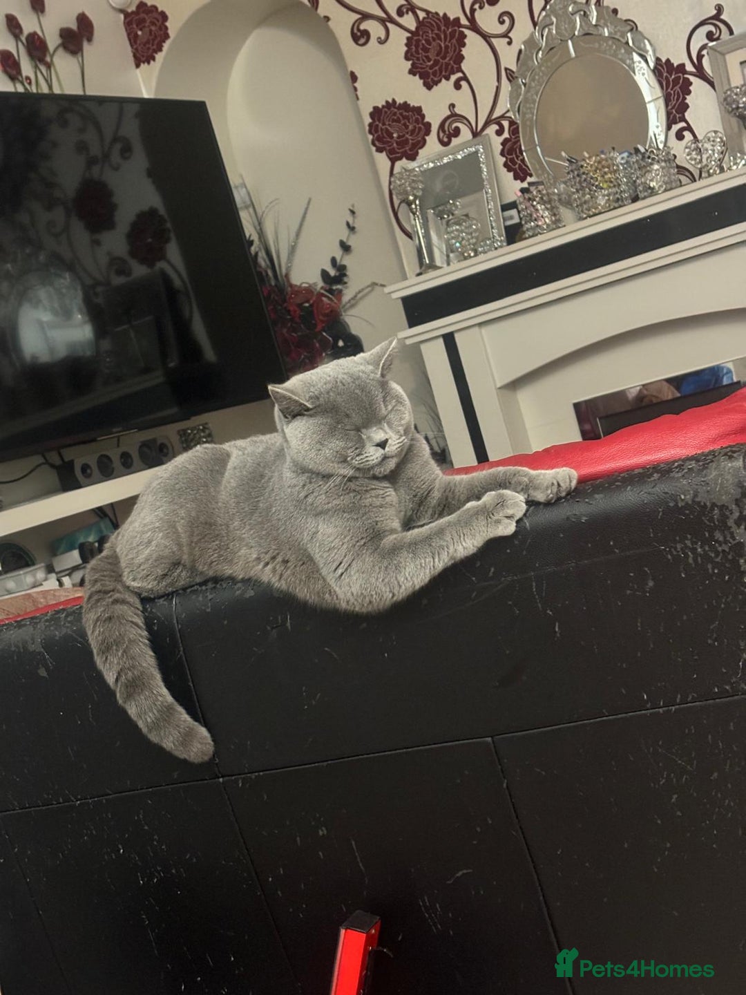 British Shorthair cats for sale: GCCF BSH Kittens pet homes only  - Image 4