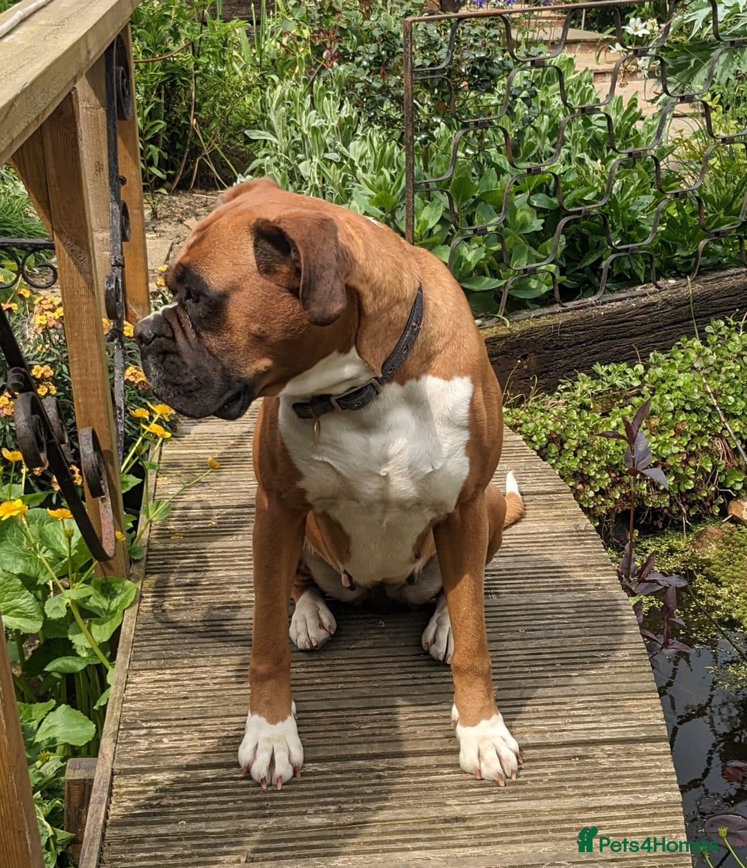 Boxer dogs for sale: Zero heart score mum. Only one puppy left - Image 8