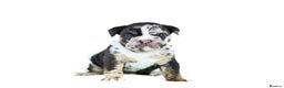 English Bulldog dogs for sale: Unreal English bull dogs  - Advert 2