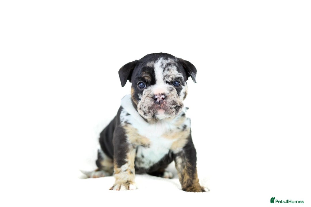 English Bulldog dogs for sale: Unreal English bull dogs  - Advert 2