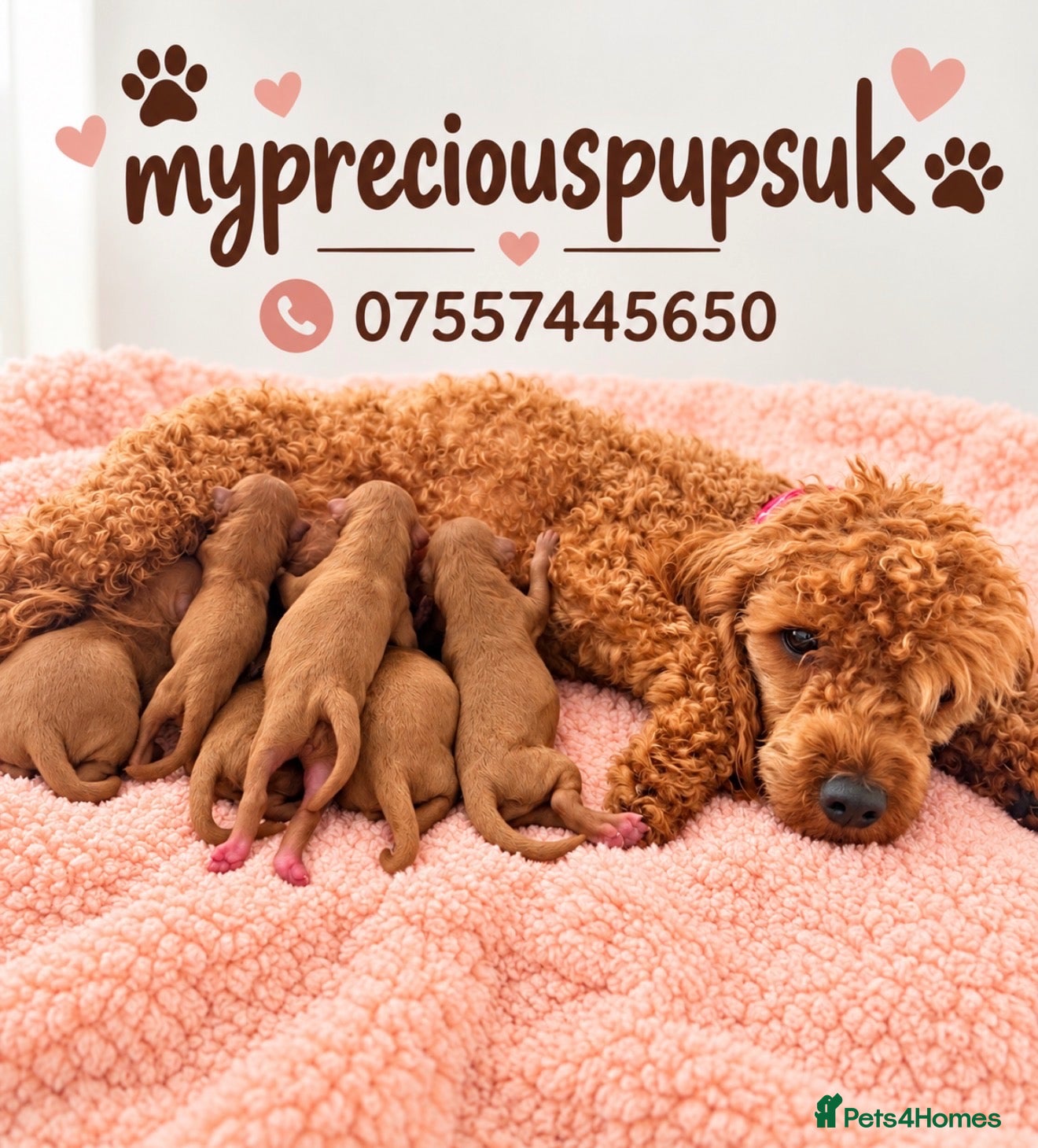 Miniature Poodle dogs Kc mini poodle fully health genetic  - Advert 1