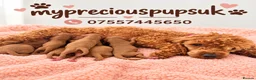 Miniature Poodle dogs for sale: Kc mini poodle fully health genetic  - Advert 1