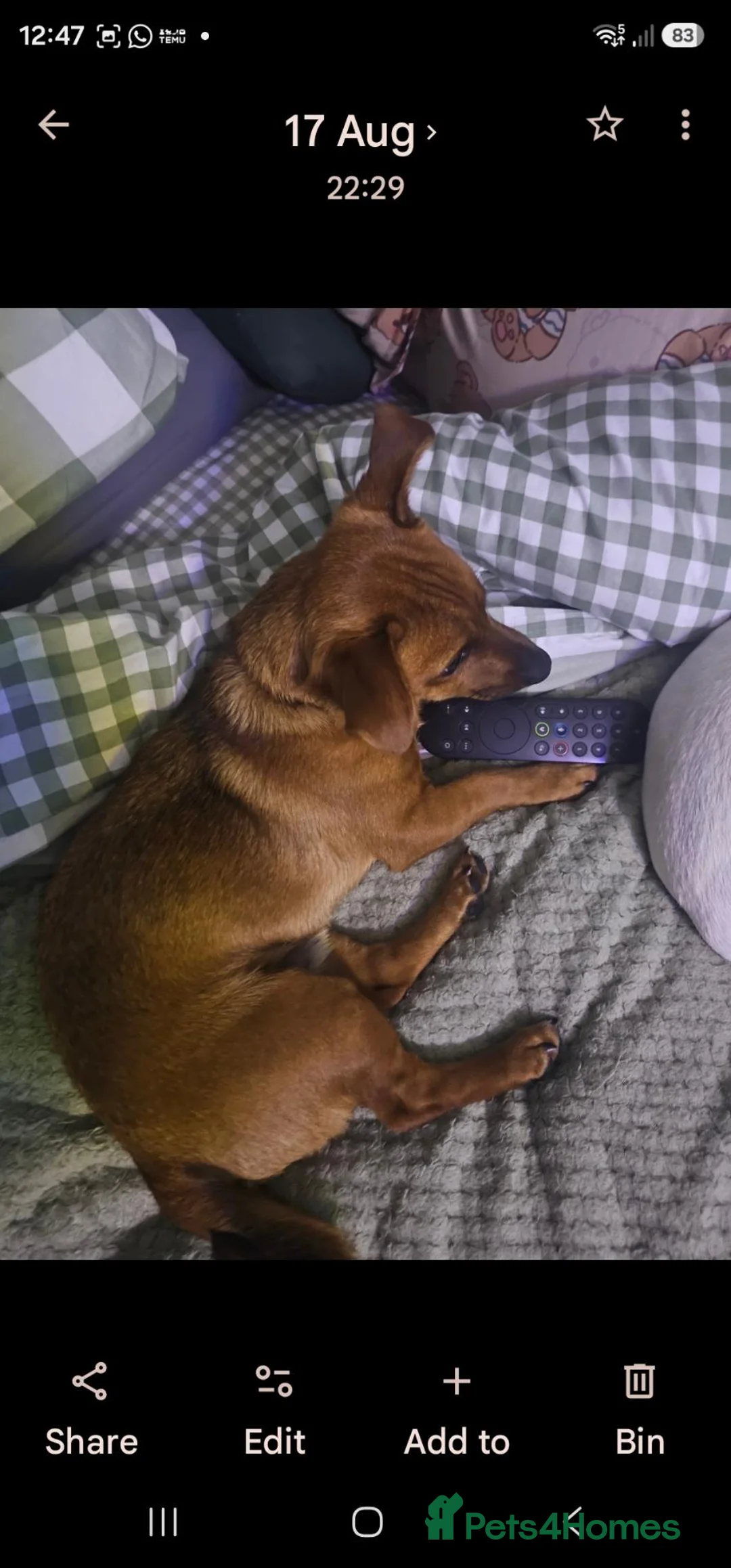 Jack Russell dogs for sale: Jack Russell - Advert 1
